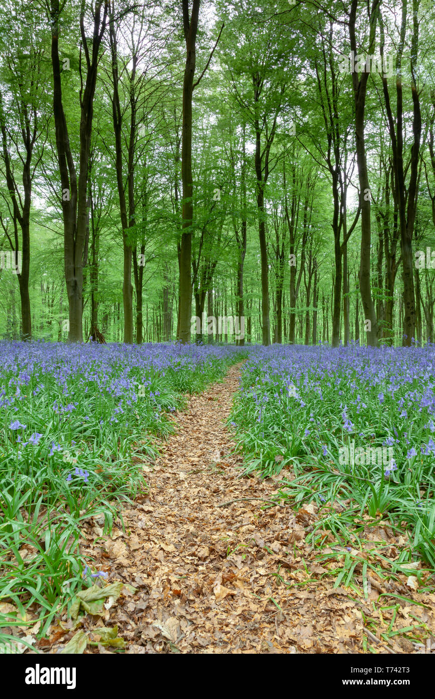 Beautiful Bluebell Woods in Wiltshire, England Stock Photo