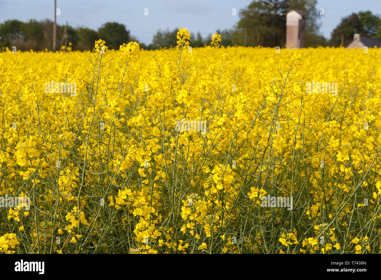 Field of canola with yellow flowers in Brittany during spring Stock Photo