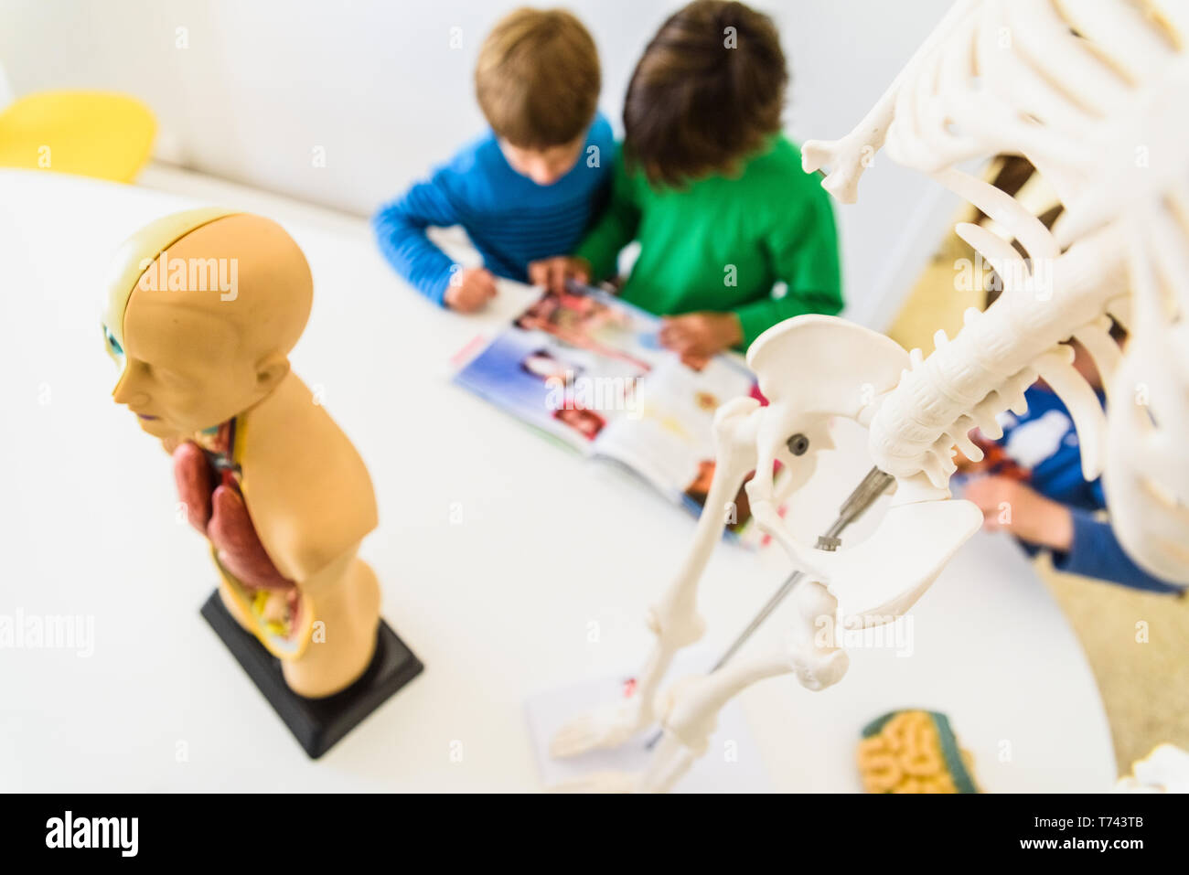 Students in anatomy and human biology class with an artificial model of
