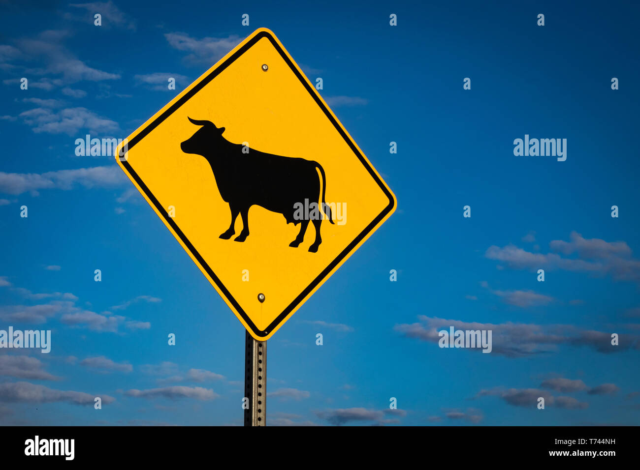 Yellow cattle crossing sign against blue skies Stock Photo