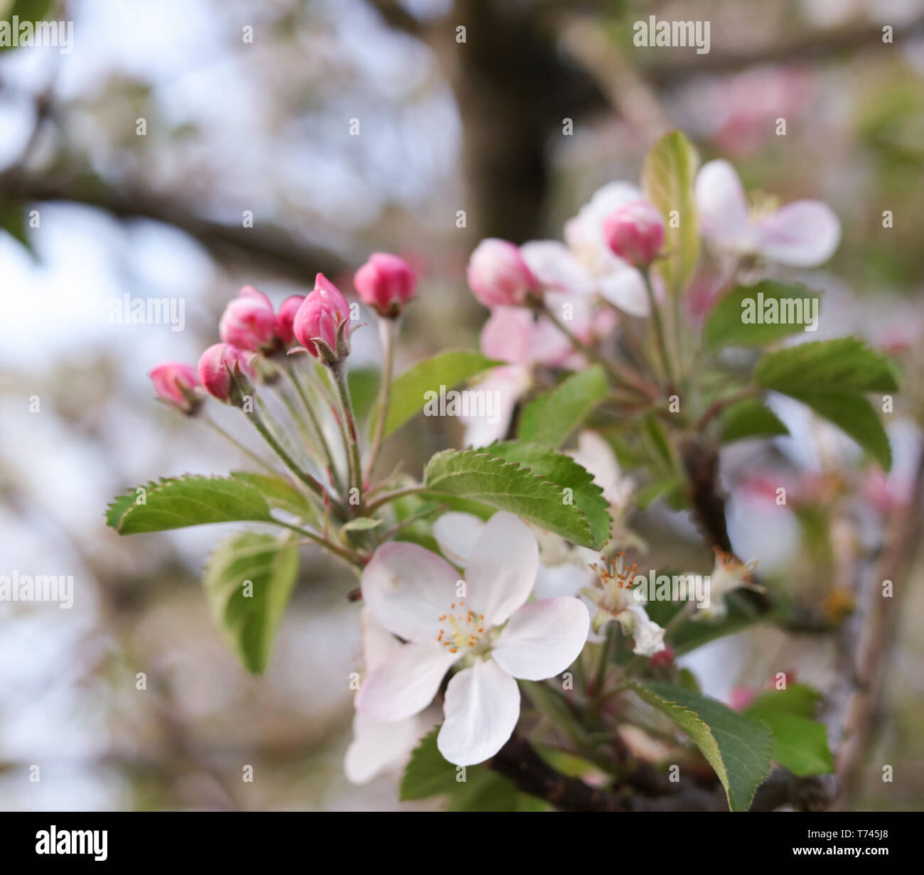 Apple Blossoms Stock Photo