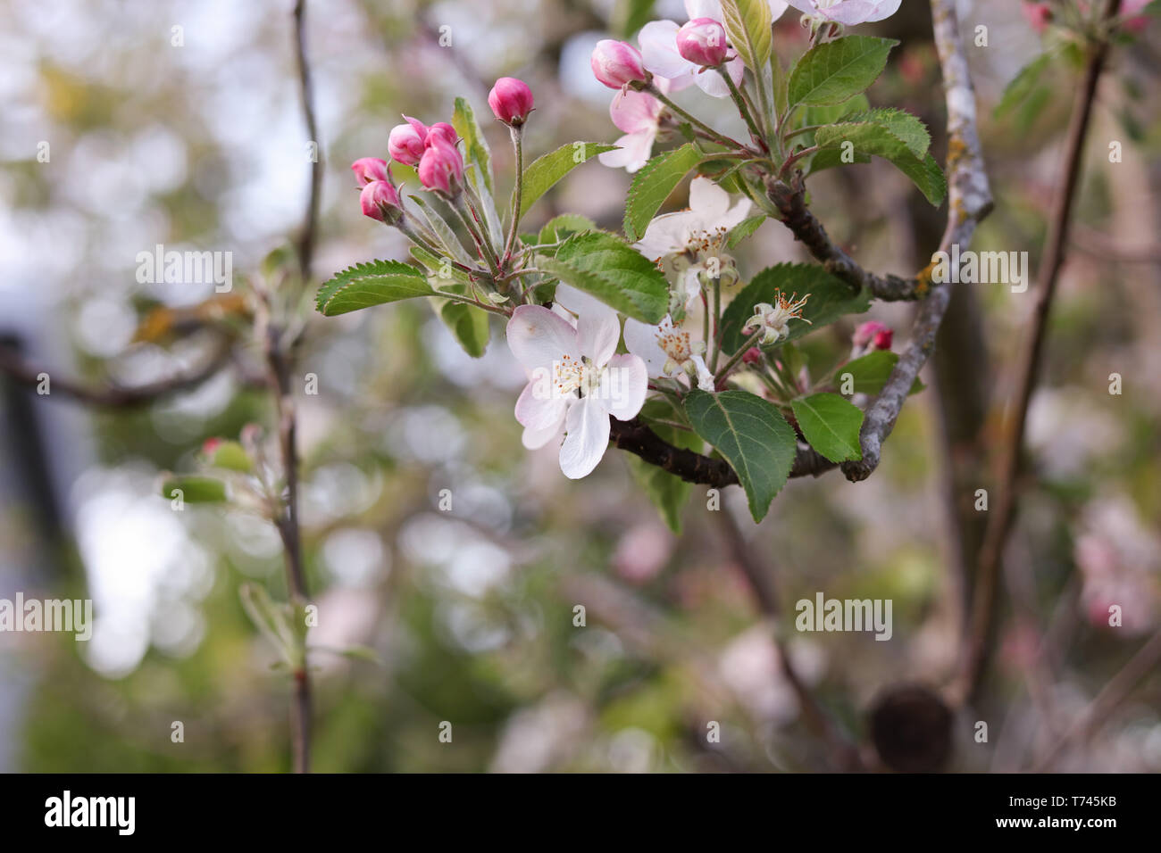 Apple Blossoms Stock Photo