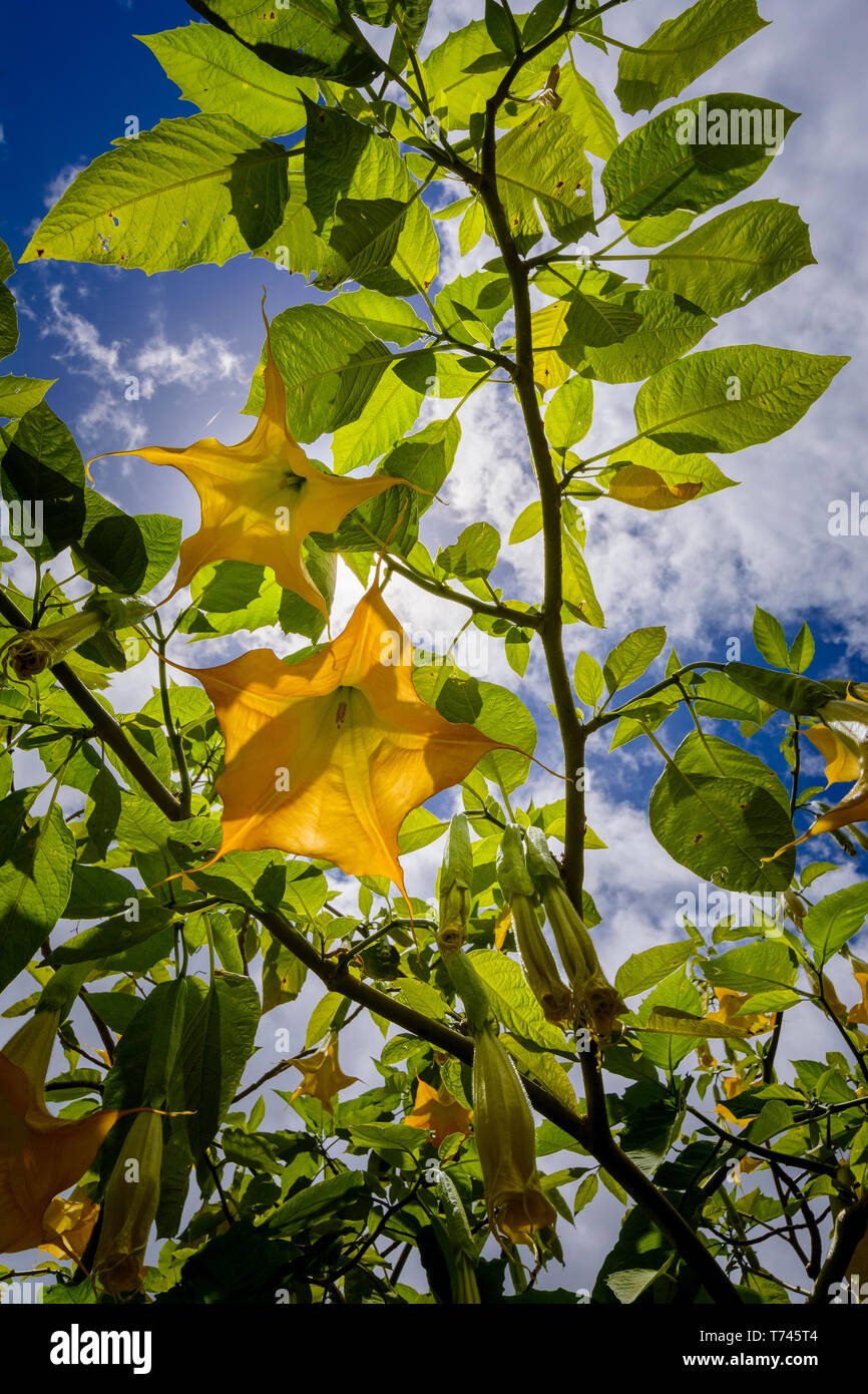 Brugmansia with yellow flowers, Reunion Island Stock Photo