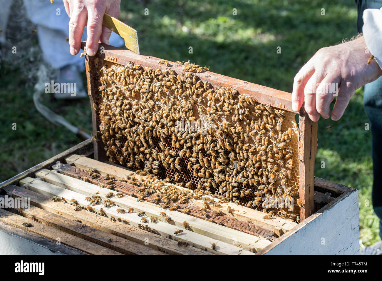 Honey Bee Hive Stock Photo Alamy