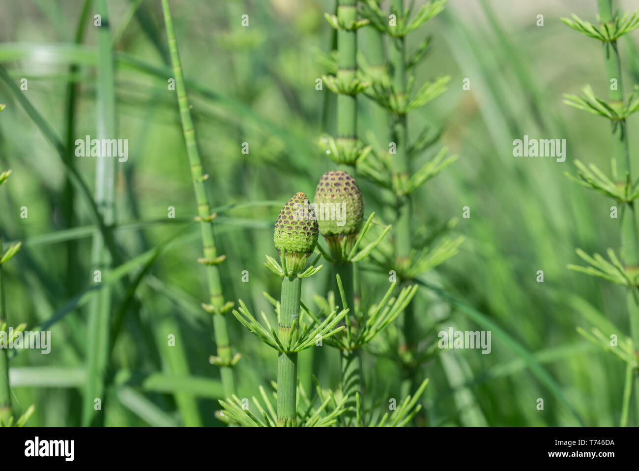 spring equisetum fluviatile,  water horsetail, swamp horsetail macro Stock Photo