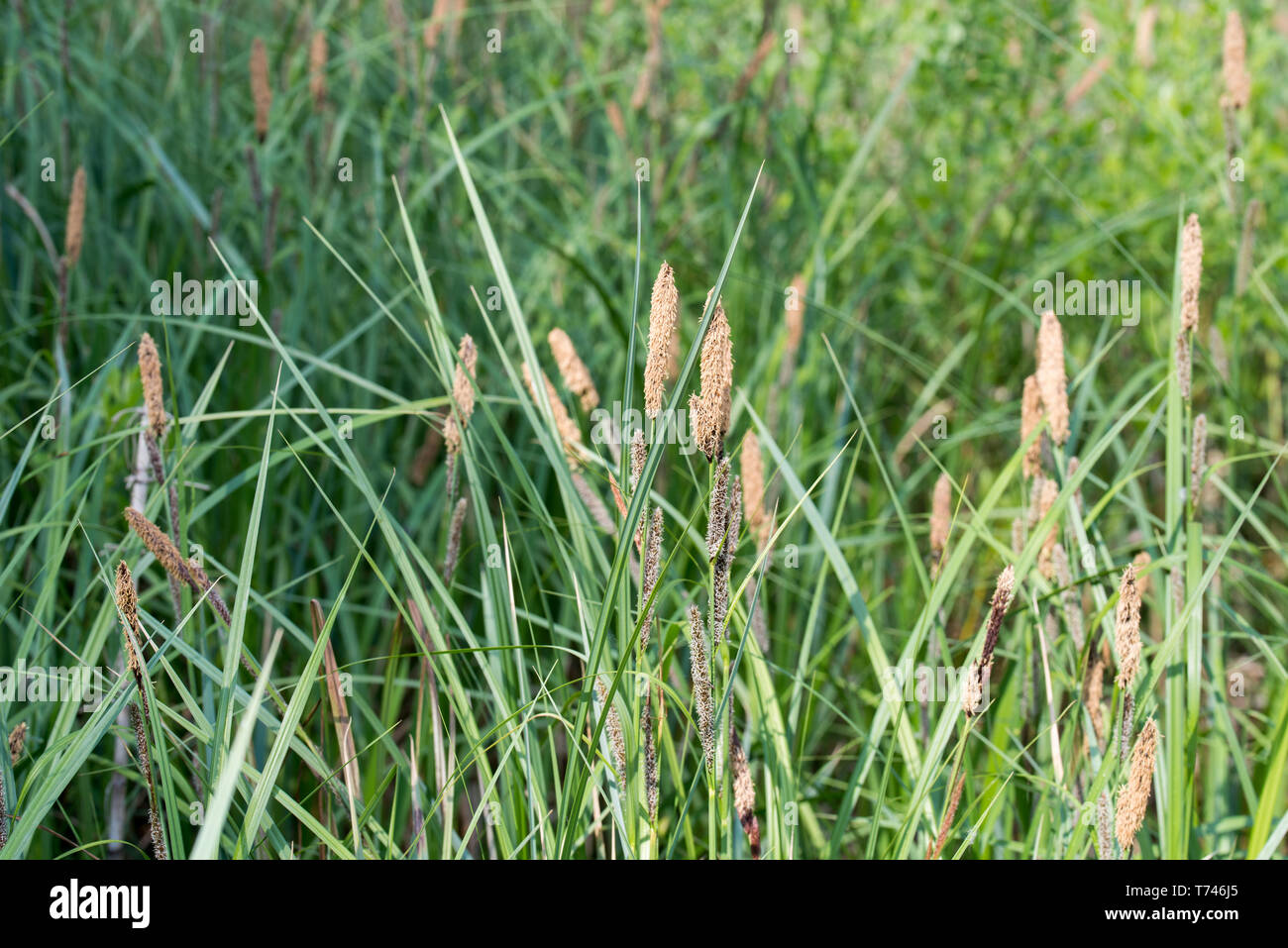 carex flowering grass macro in wetland Stock Photo