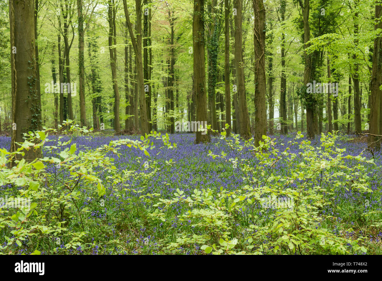 woodland on Angmering Park Estate, trees, Common Beech, Fagus Sylvatica, Bluebells, Hyacinthoides non-scripta, Sussex, UK, April, Stock Photo