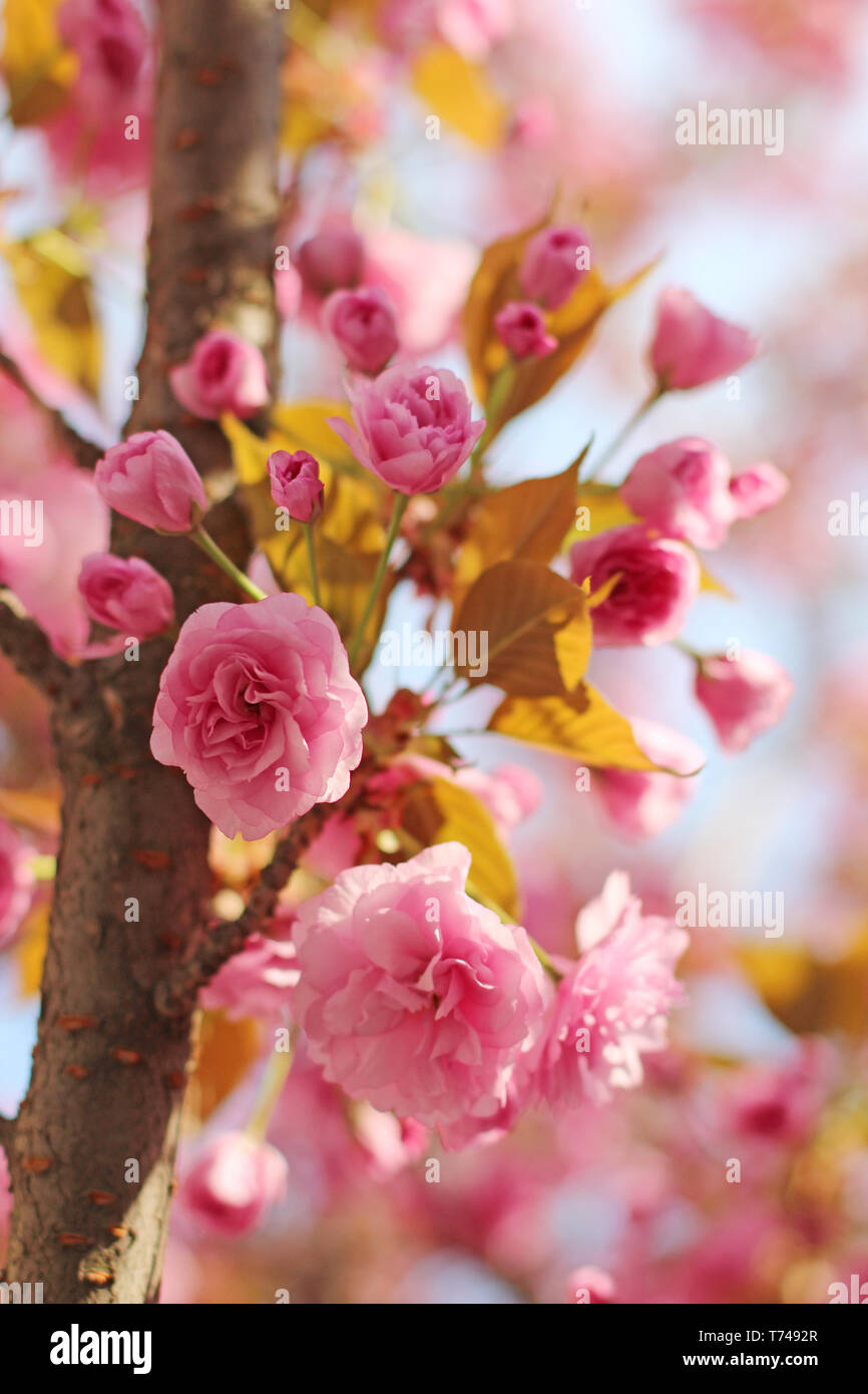 Branches of blooming pink sakura (flowering cherry) in spring Stock Photo