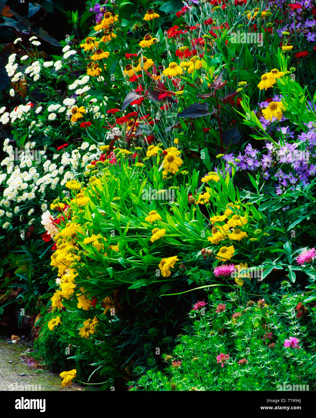 Mixed Flower Border Stock Photo Alamy