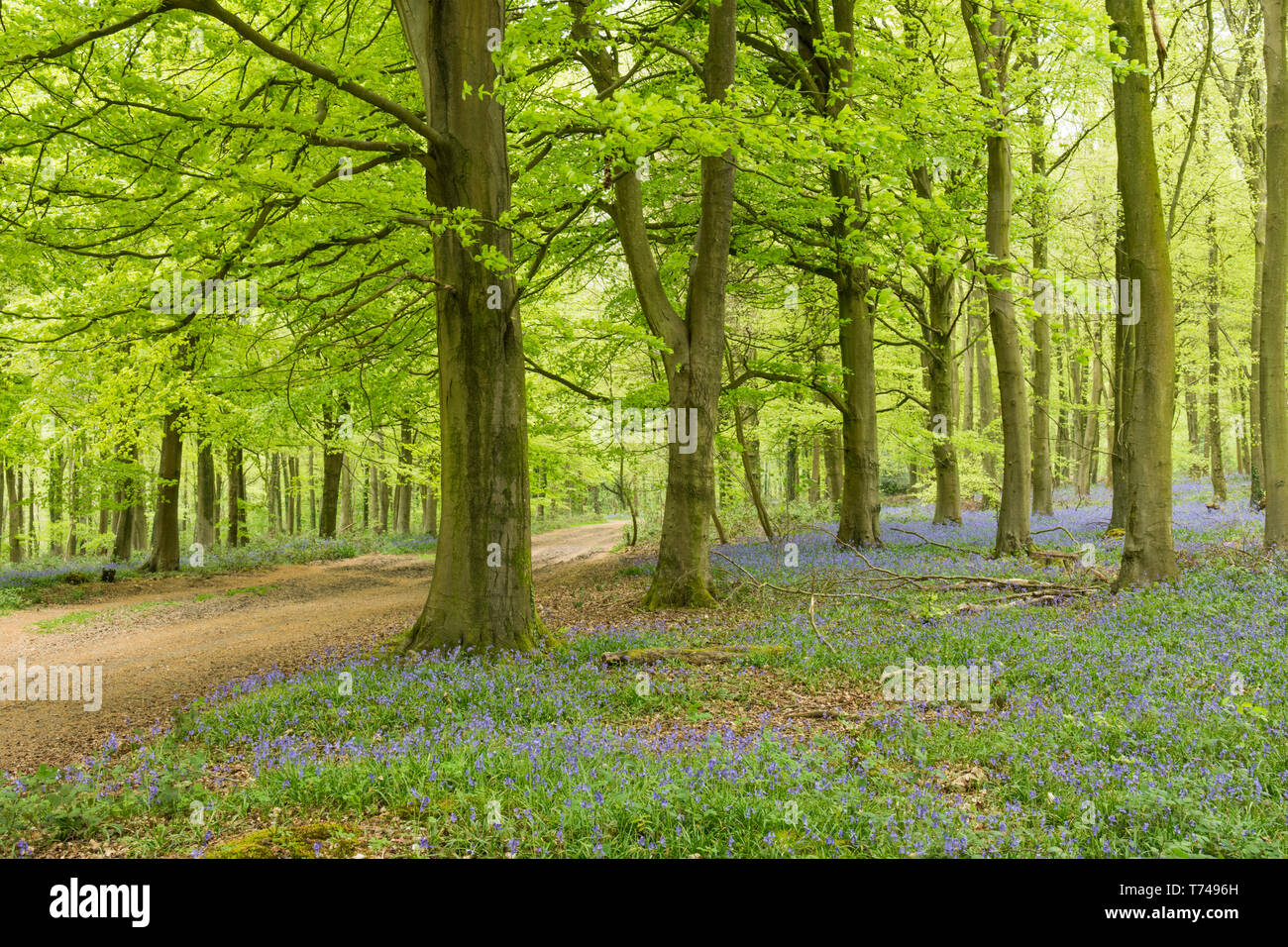 woodland on Angmering Park Estate, trees, Common Beech, Fagus Sylvatica, Bluebells, Hyacinthoides non-scripta, Sussex, UK, April, Stock Photo