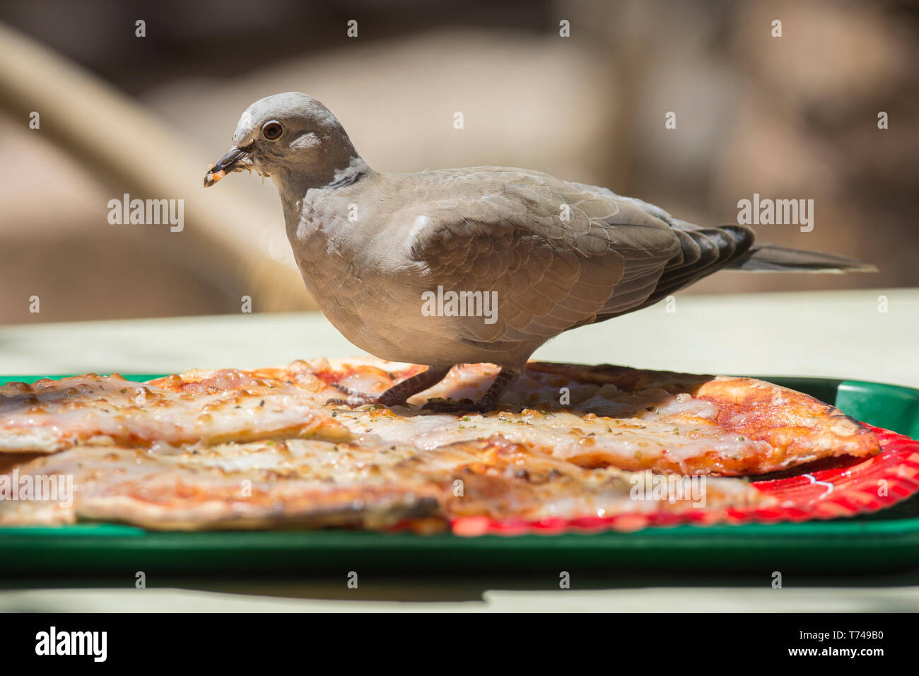 Collared dove eating pizza, (Streptopelia decaocto Stock Photo Alamy