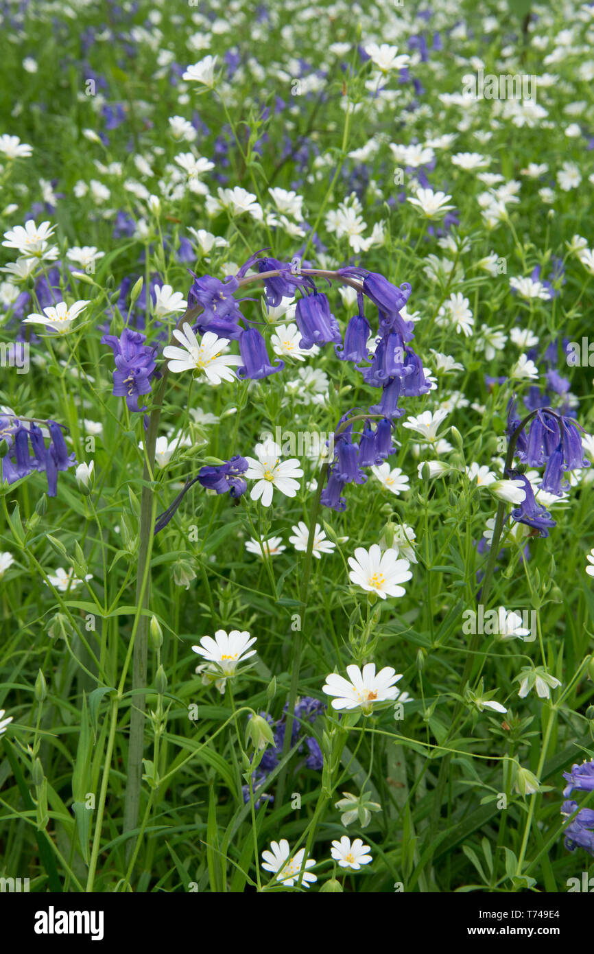 Mixed woodland spring flowers, Bluebells, Hyacinthoides non-scripta, with Greater Stitchwort, Stellaria holostea, Sussex, UK, April, Stock Photo