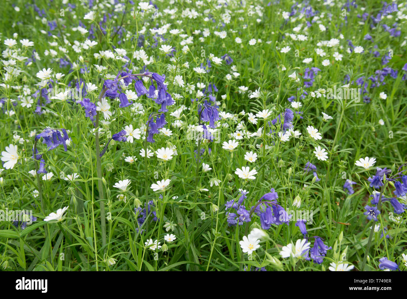 Mixed woodland spring flowers, Bluebells, Hyacinthoides non-scripta, with Greater Stitchwort, Stellaria holostea, Sussex, UK, April, Stock Photo