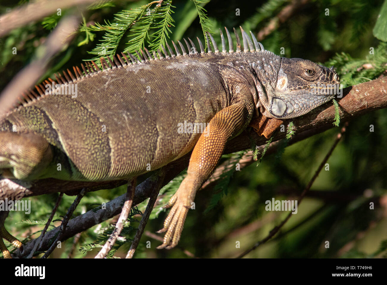 Green iguana (Iguana iguana) - Green Cay Wetlands, Boynton Beach, Florida, USA Stock Photo