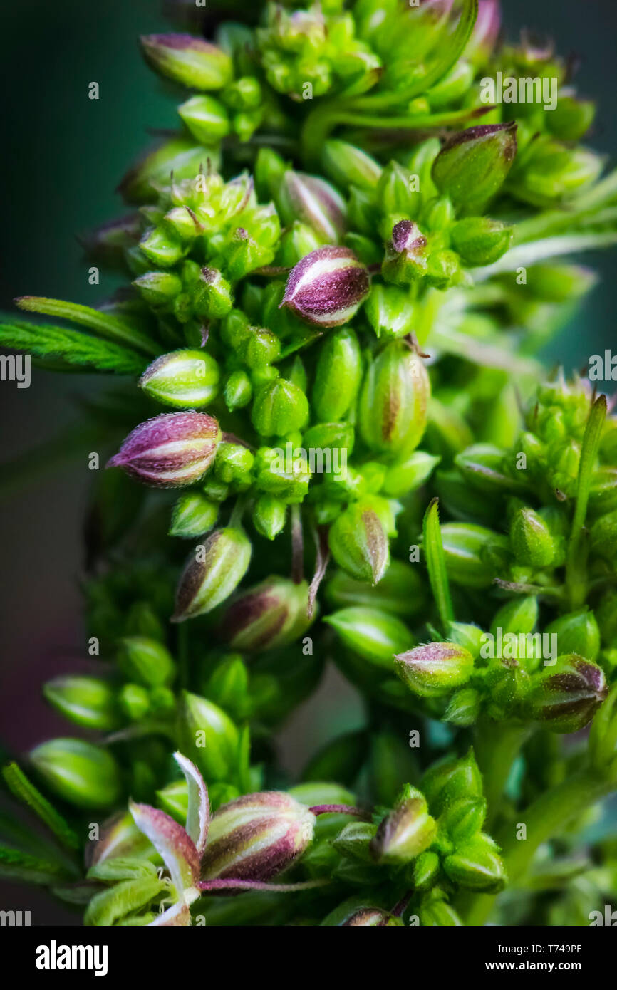 Male cannabis plant hi-res stock photography and images - Alamy