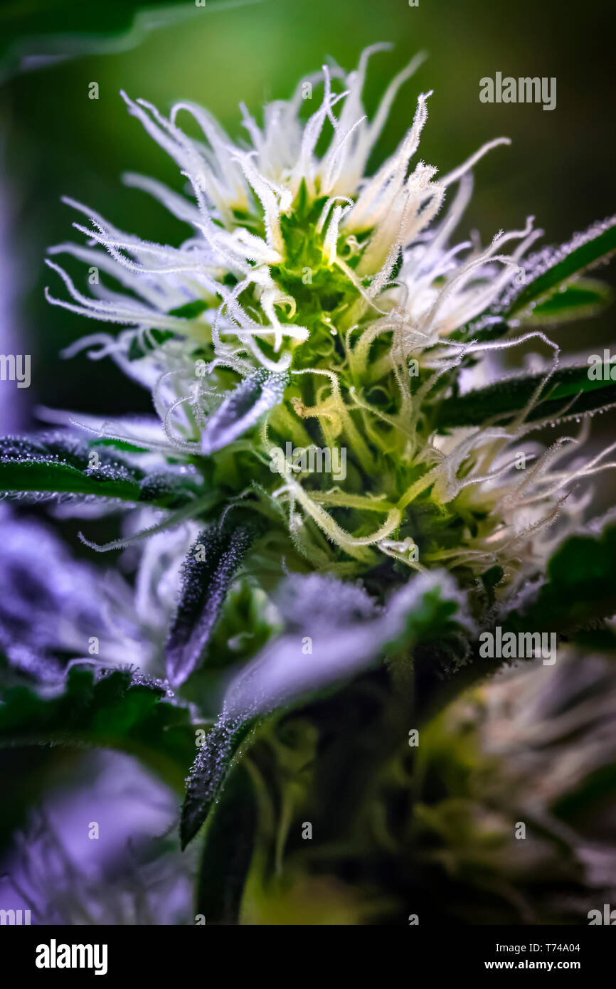 Close-up of a maturing cannabis plant and flower with visible trichomes; Marina, California, United States of America Stock Photo