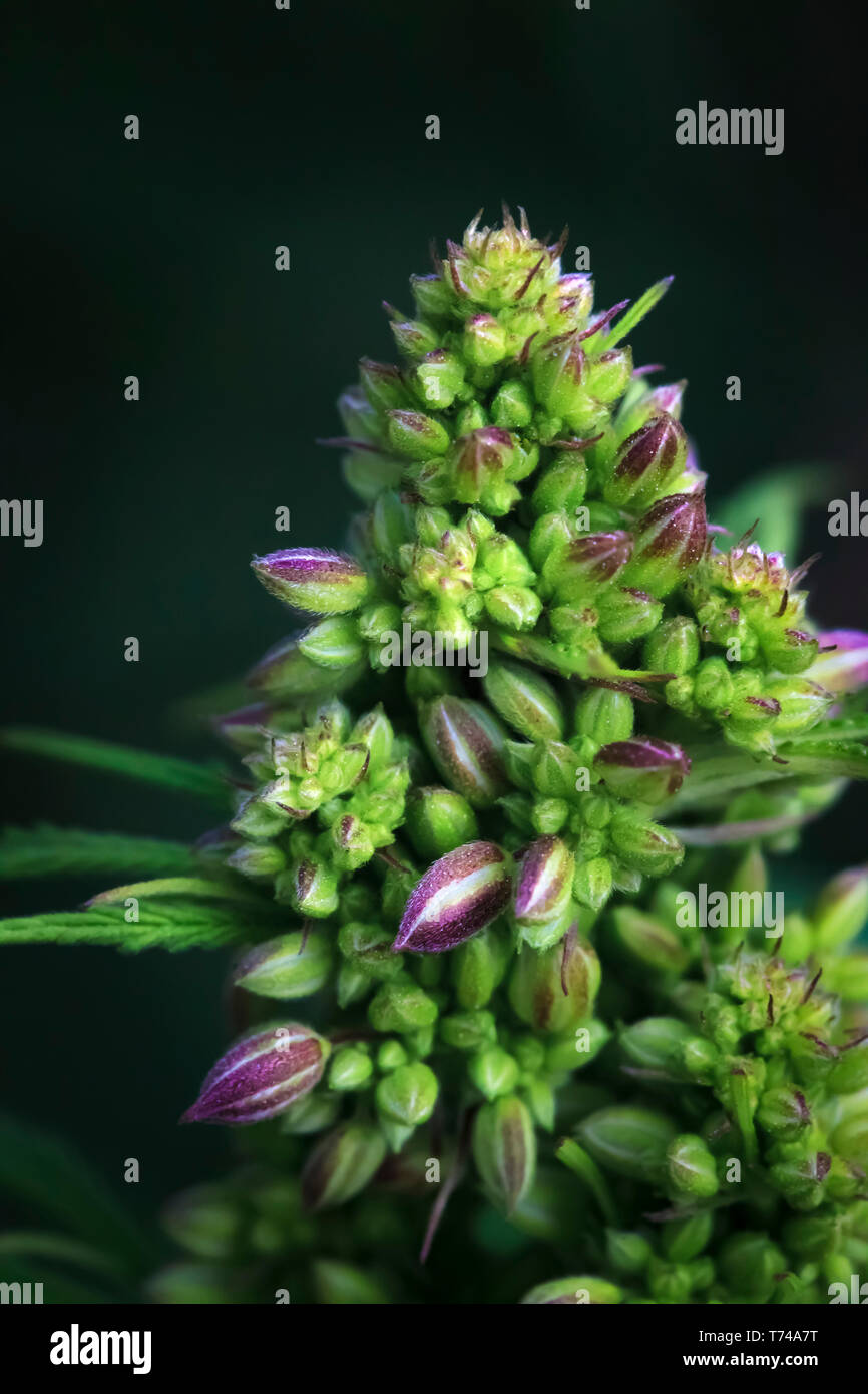 Close-up of a maturing male cannabis plant, flower and seeds; Marina ...