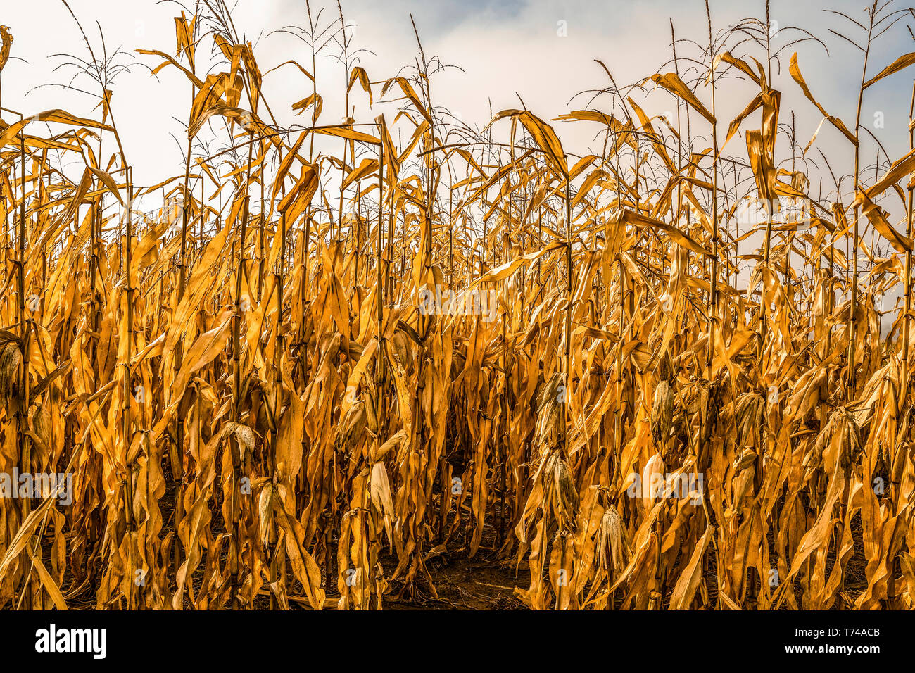 Old corn field revealing post harvested corn; Ottawa, Ontario, Canada Stock Photo