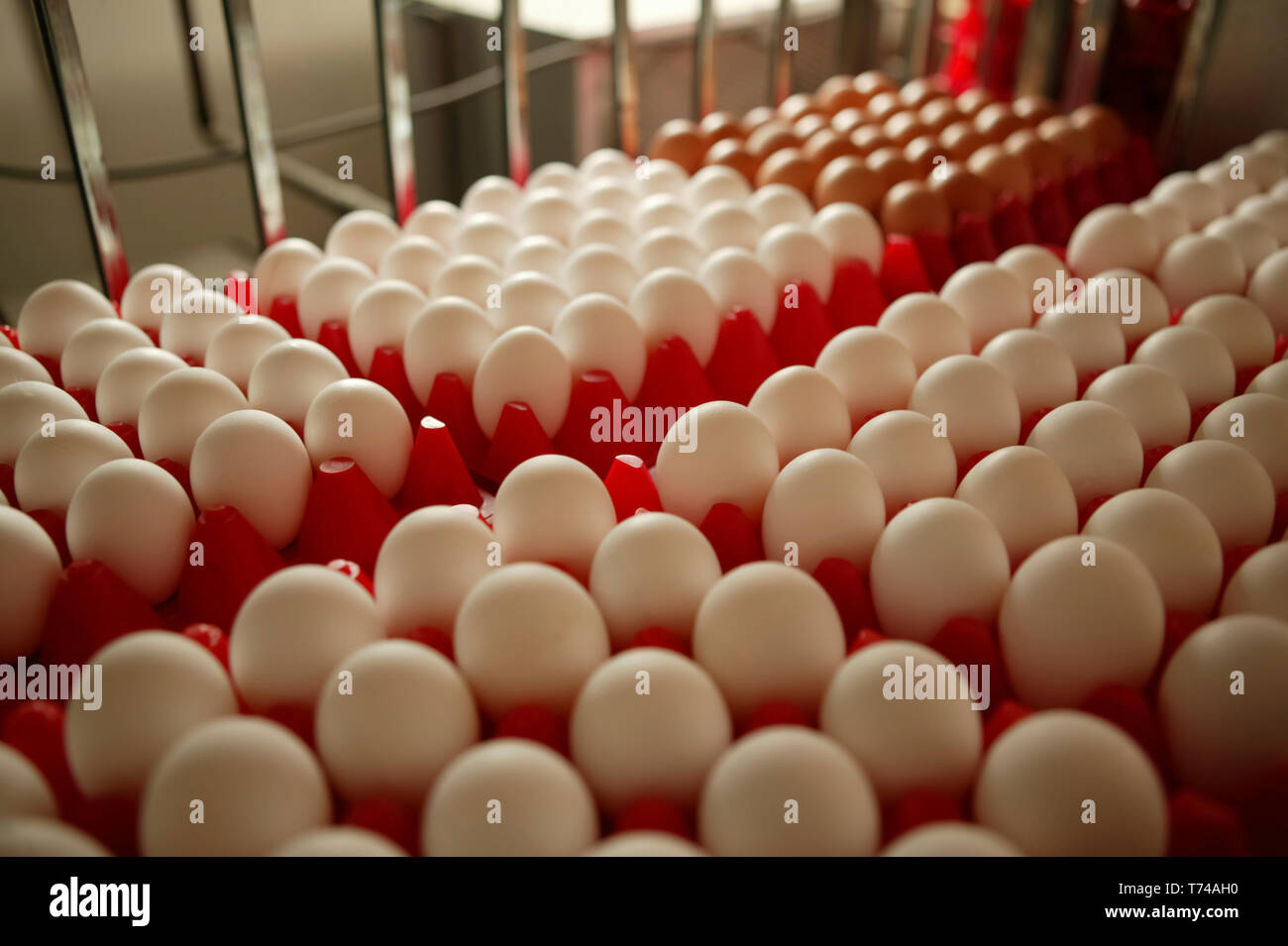 Fresh eggs in red plastic divided cartons; Canada Stock Photo Alamy
