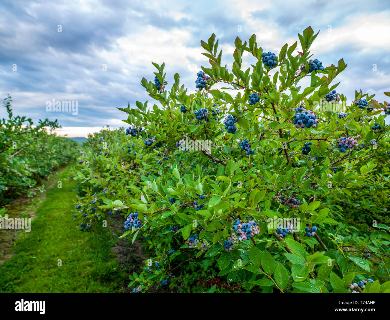 Blueberries ripening on bushes; Nova Scotia, Canada Stock Photo Alamy