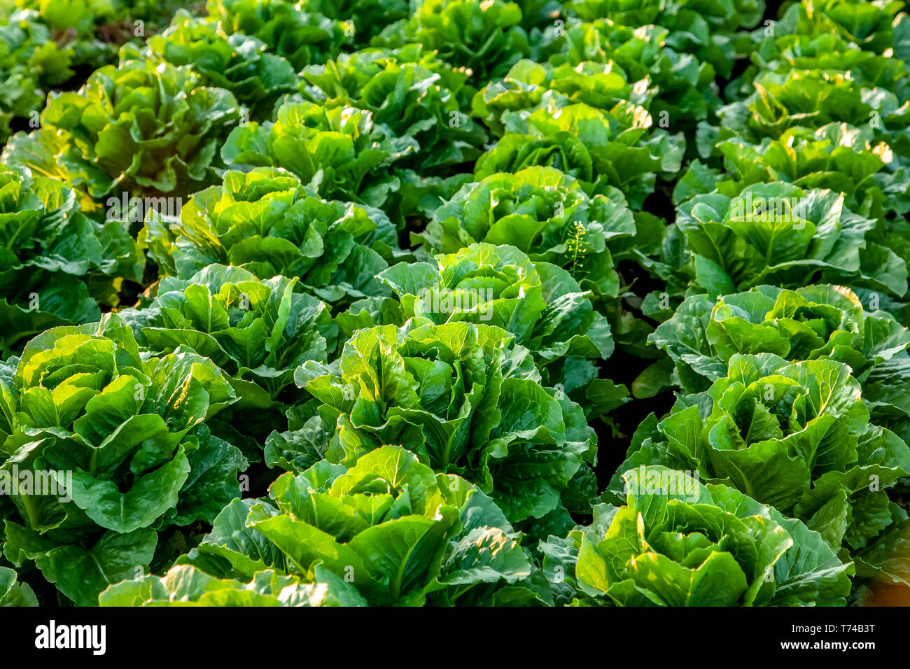 Romaine lettuce growing hires stock photography and images Alamy