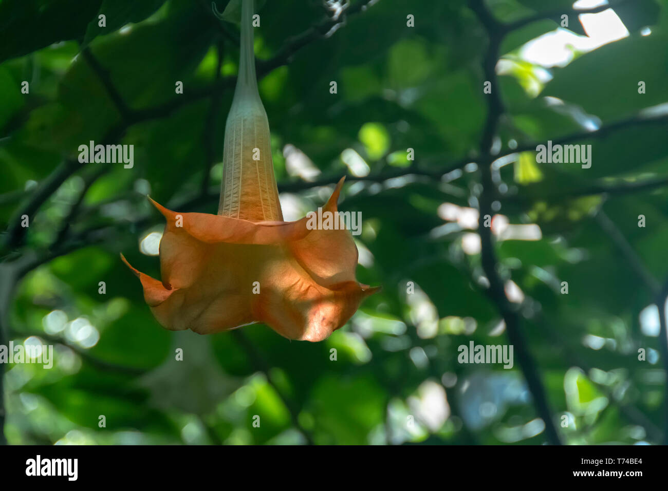 Large flowers that hang upside down, Angels trumpet, Brugmansia