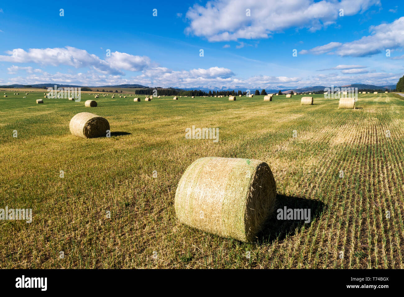 Aerial View Of Hay Bales In A Cut Field With Foothills Mountains Blue Sky And Clouds In The Background West Of High River Alberta Canada Stock Photo Alamy