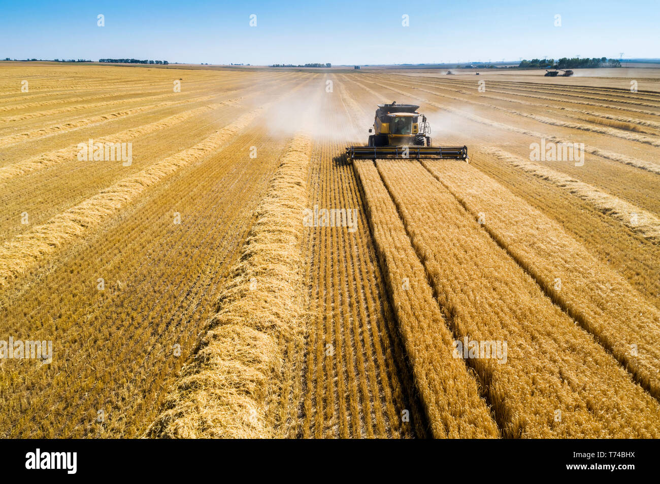 A combine harvesting a golden barley field with blue sky; Beiseker, Alberta, Canada Stock Photo