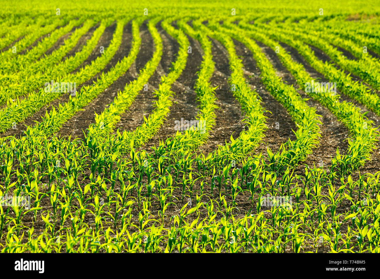 Young corn plants hi-res stock photography and images - Alamy