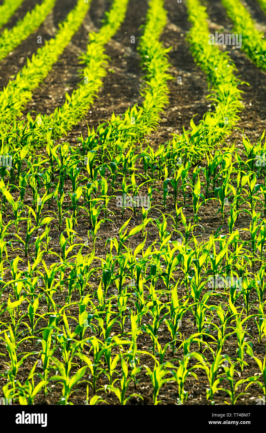 Young corn plants hi-res stock photography and images - Alamy
