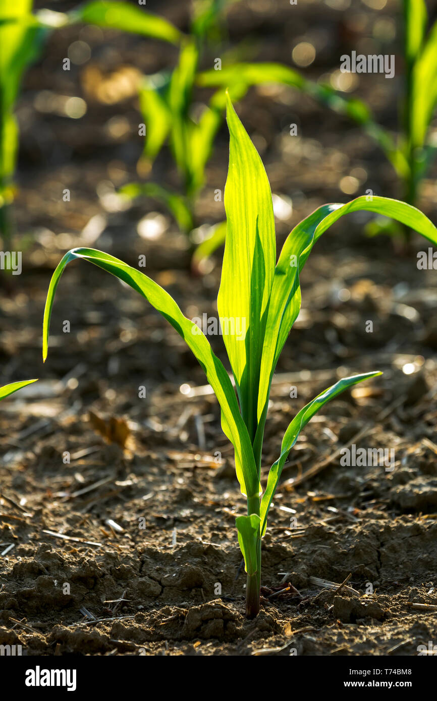 Closeup of an young corn plant in a field; Vineland, Ontario, Canada Stock Photo Alamy