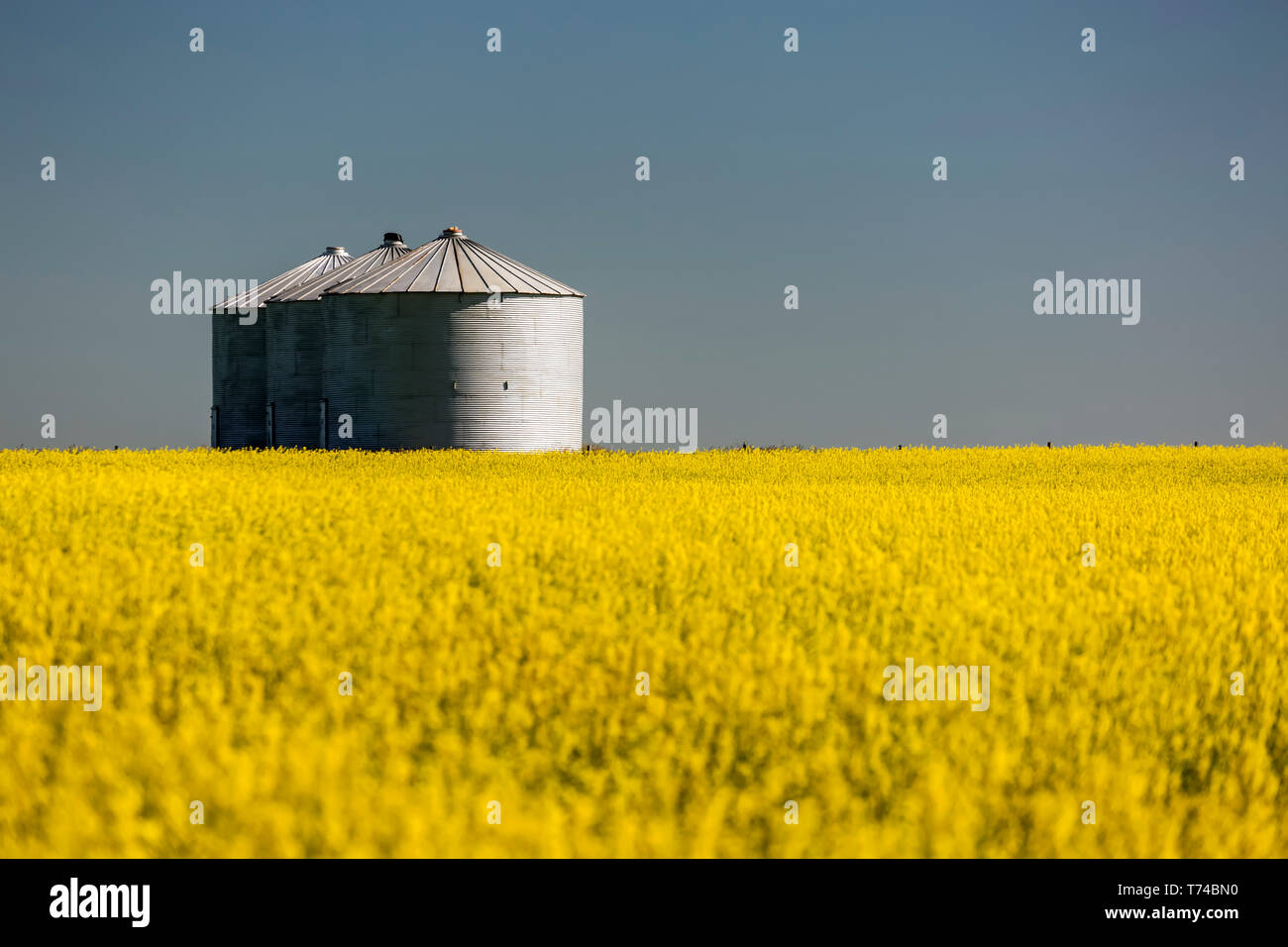 Large metal grain bins in a row in a flowering canola field with blue