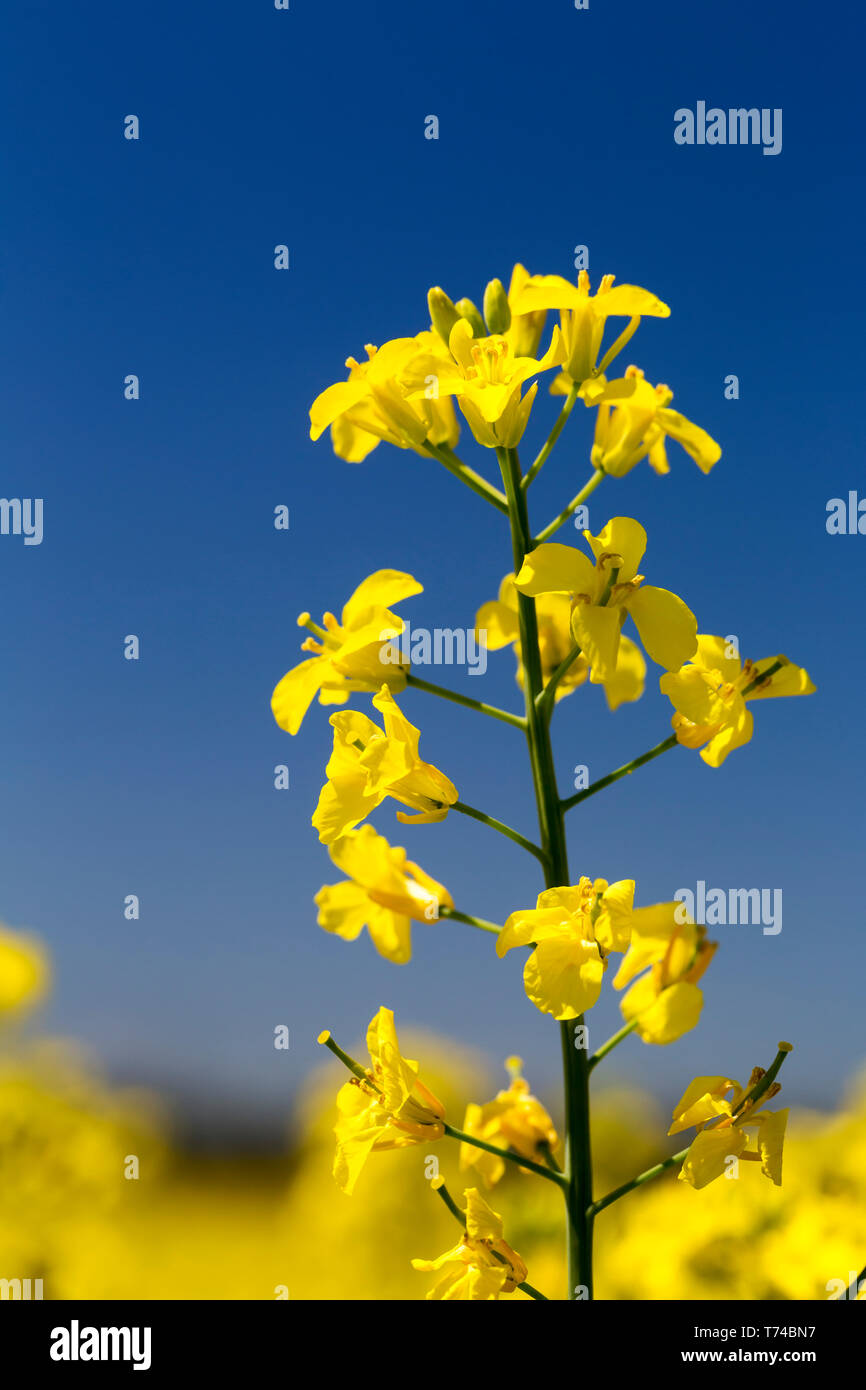 Close-up of a flowering canola plant with blue sky; Beiseker, Alberta, Canada Stock Photo