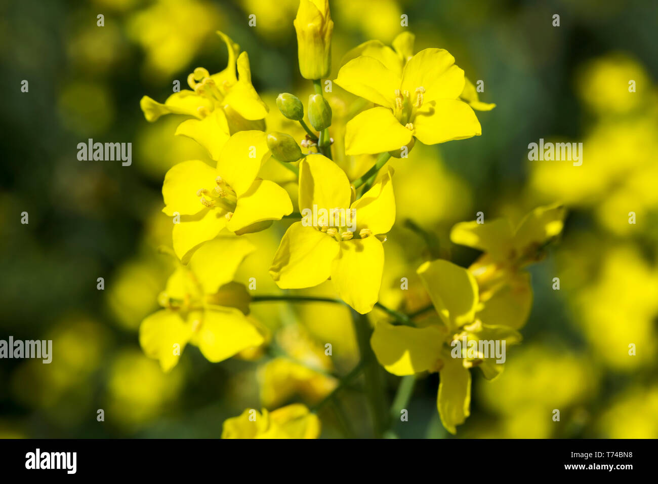 Close-up of a flowering canola plant; Beiseker, Alberta, Canada Stock Photo