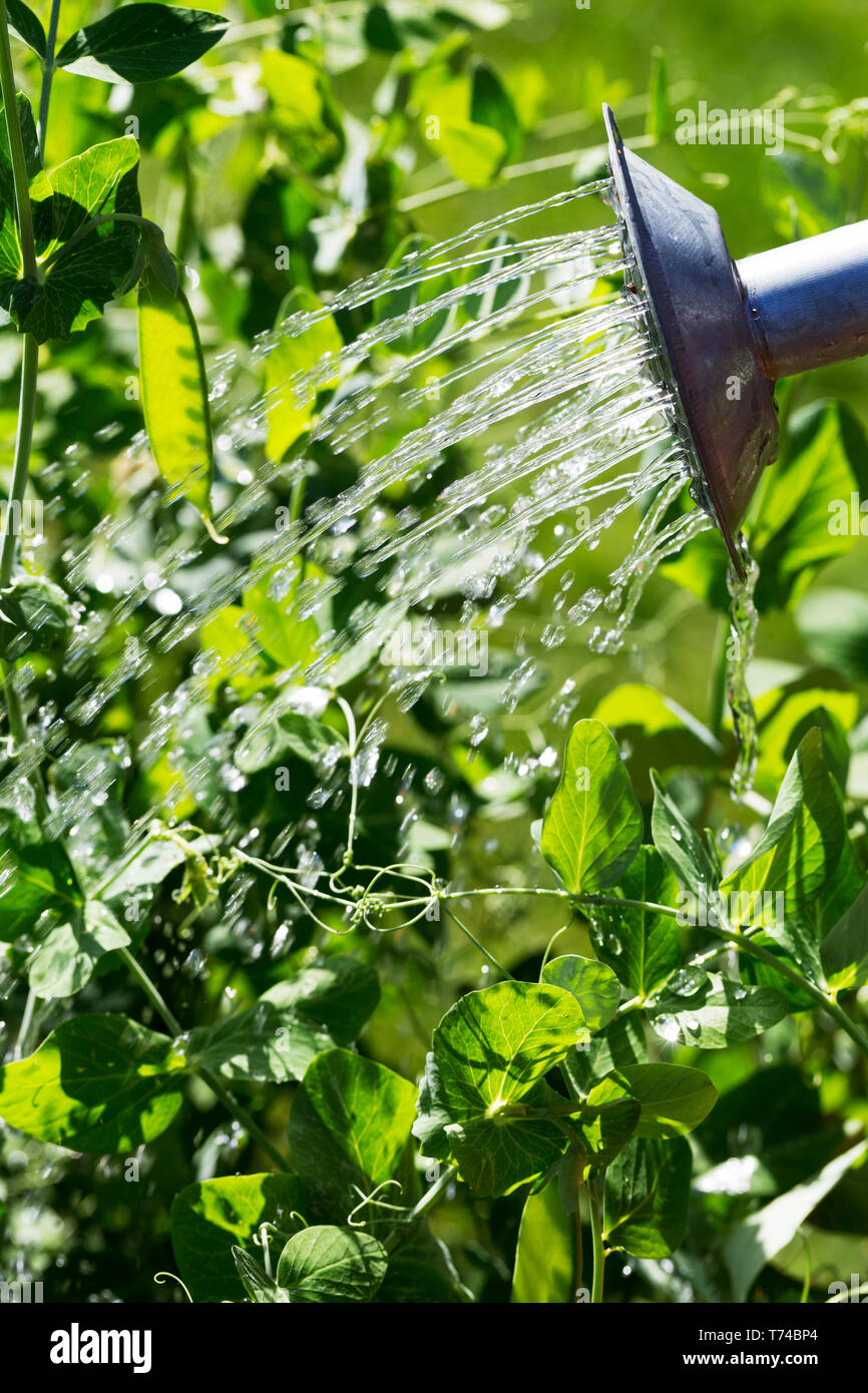 Close-up of a tin watering can watering green pea plants; Calgary, Alberta, Canada Stock Photo