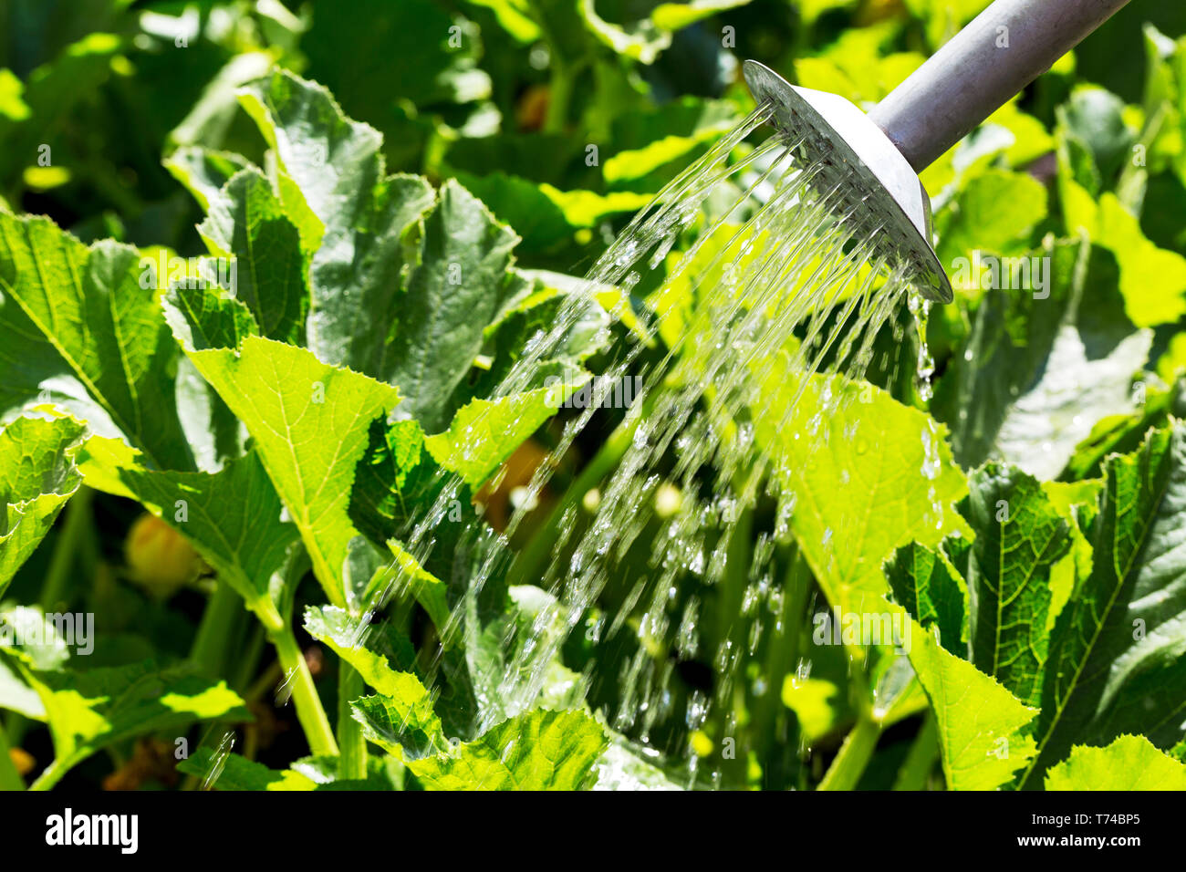 Close-up of a tin watering can watering green pea plants; Calgary, Alberta, Canada Stock Photo