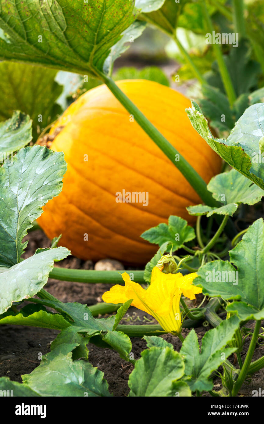 Close-up of a pumpkin and a yellow blossom on the plant ; Erickson, Manitoba, Canada Stock Photo