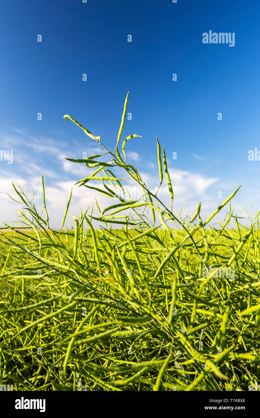 Canola seed pod hires stock photography and images Alamy