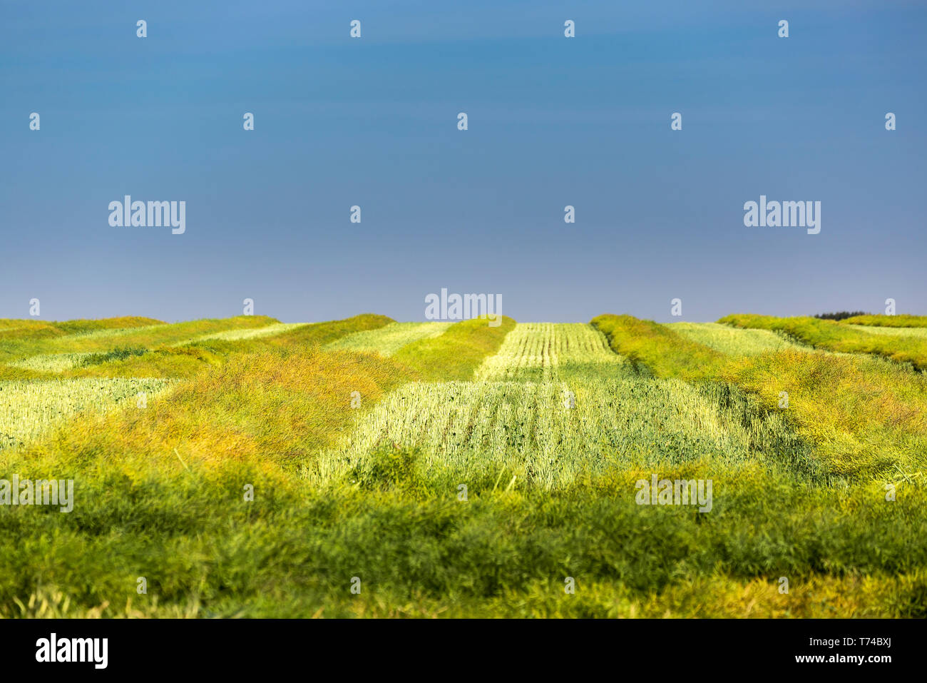 Green cut canola field in rows with stubble and blue sky in background ...