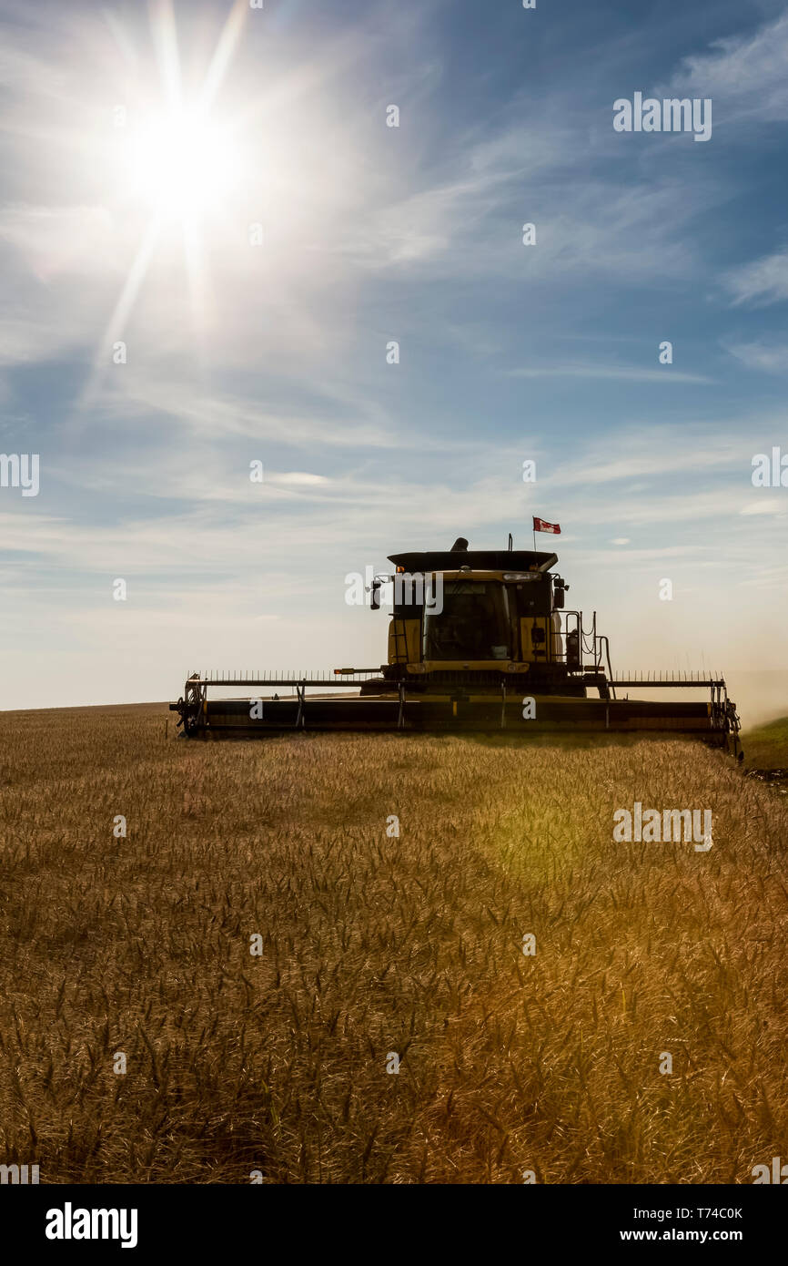 Combine harvesting a golden field of wheat with dramatic clouds and
