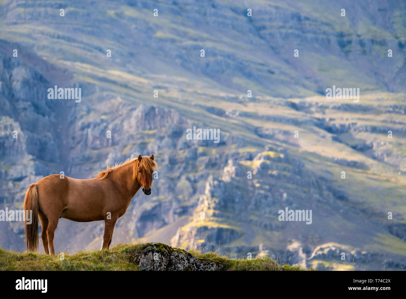 Brown Icelandic horse standing in a grass field with a mountain in the ...
