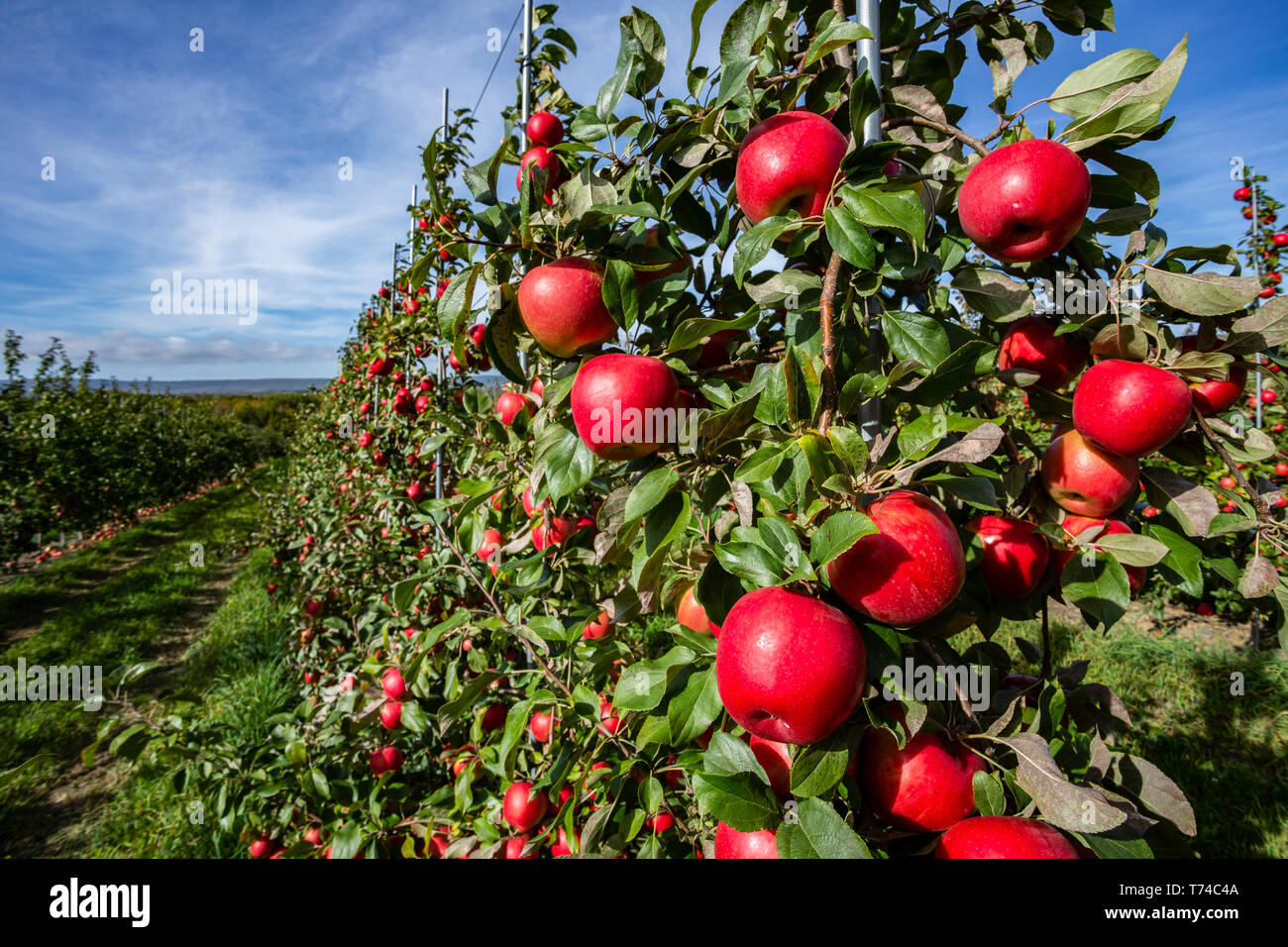 Honeycrisp apples in an orchard; Annapolis Valley, Nova Scotia, Canada