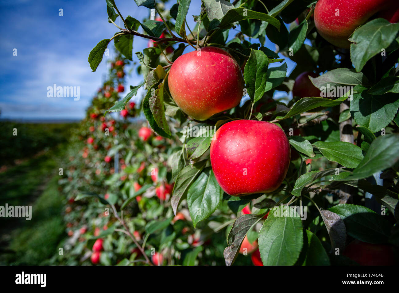 Honeycrisp apples in an orchard; Annapolis Valley, Nova Scotia, Canada