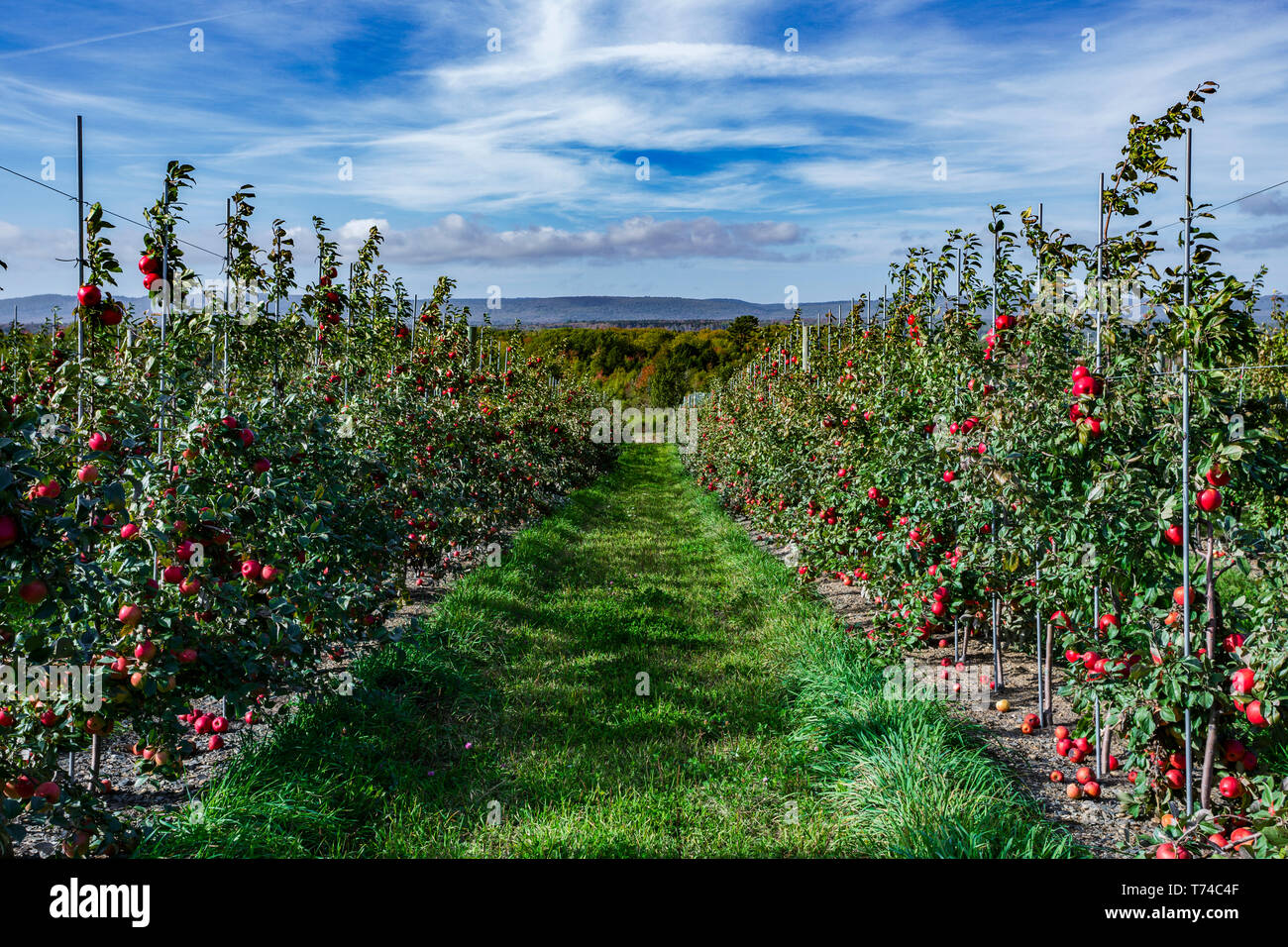 Honeycrisp apples in an orchard; Annapolis Valley, Nova Scotia, Canada