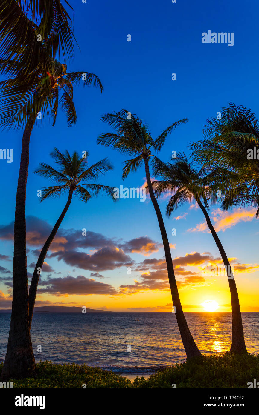The sun setting through silhouetted palm trees; Wailea, Maui, Hawaii