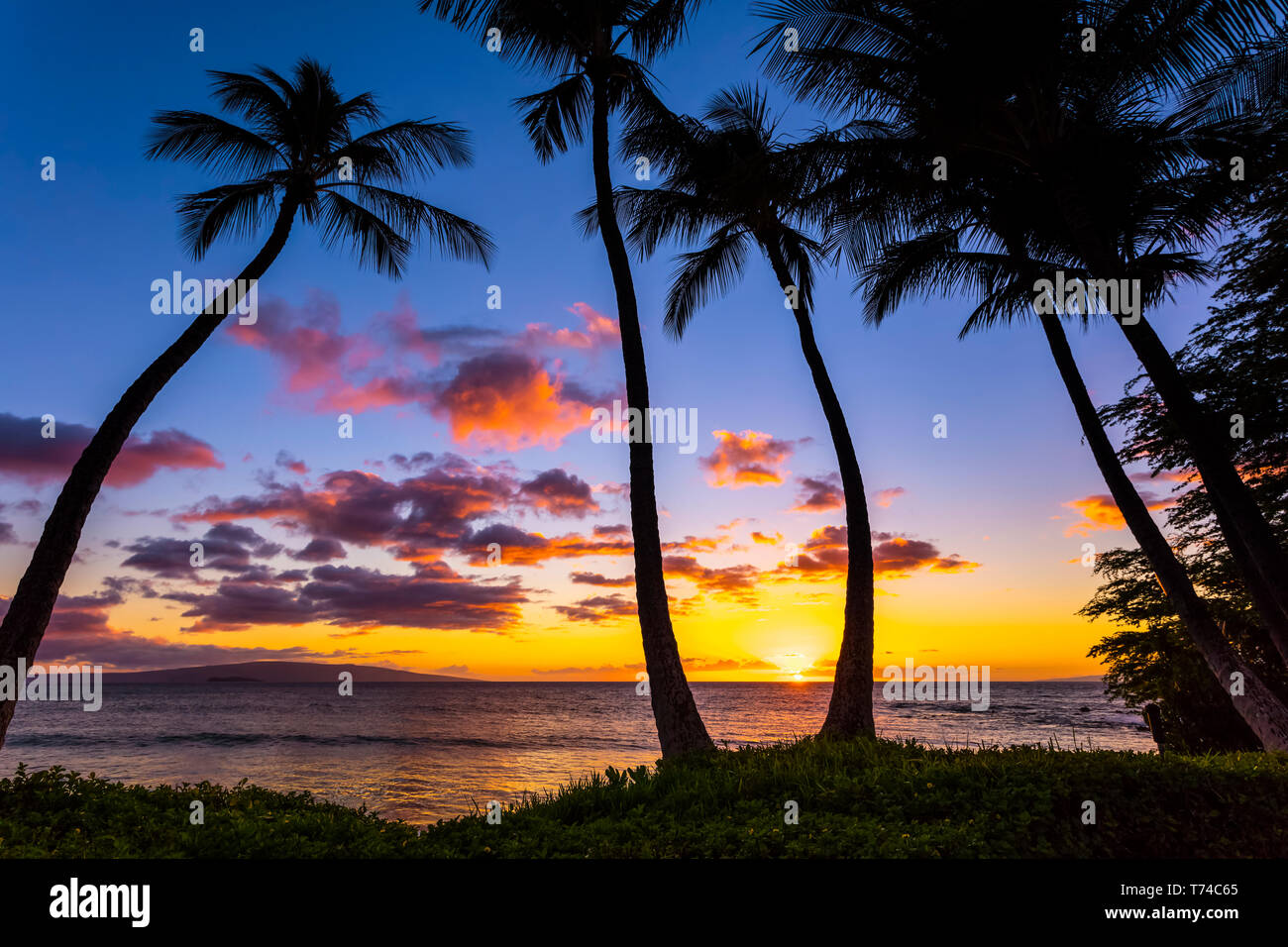 Sun setting through palm trees hi-res stock photography and images - Alamy