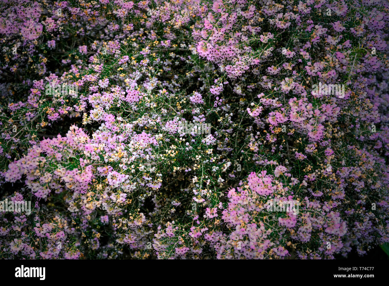 Cluster of small flowers hi-res stock photography and images - Alamy