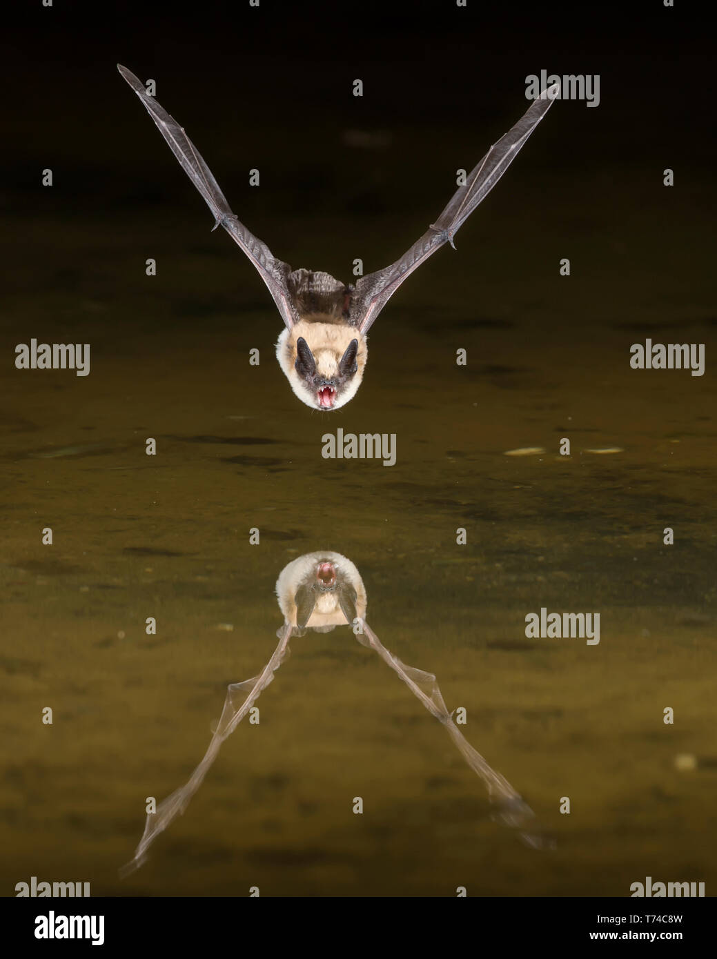 Flying Bat Close Up Hi Res Stock Photography And Images Alamy   Pallid Bat Antrozous Pallidus Flying Over Water With Its Reflection In The Surface Arizona United States Of America T74C8W 