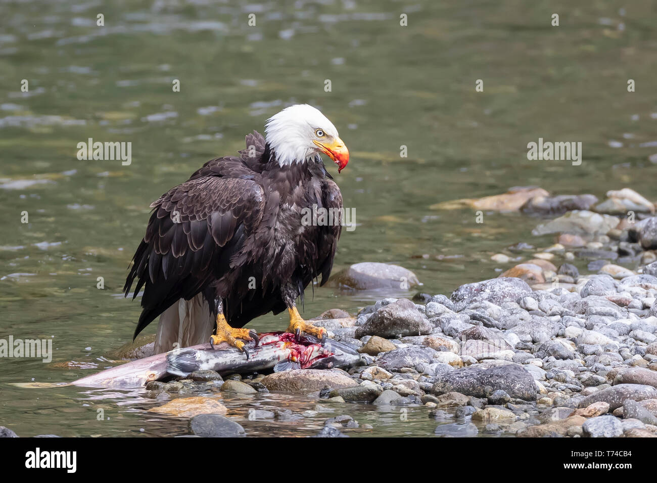 Bald eagle (Haliaeetus leucocephalus) eating a fresh caught fish at the water's edge of Taku River; Atlin, British Columbia, Canada Stock Photo
