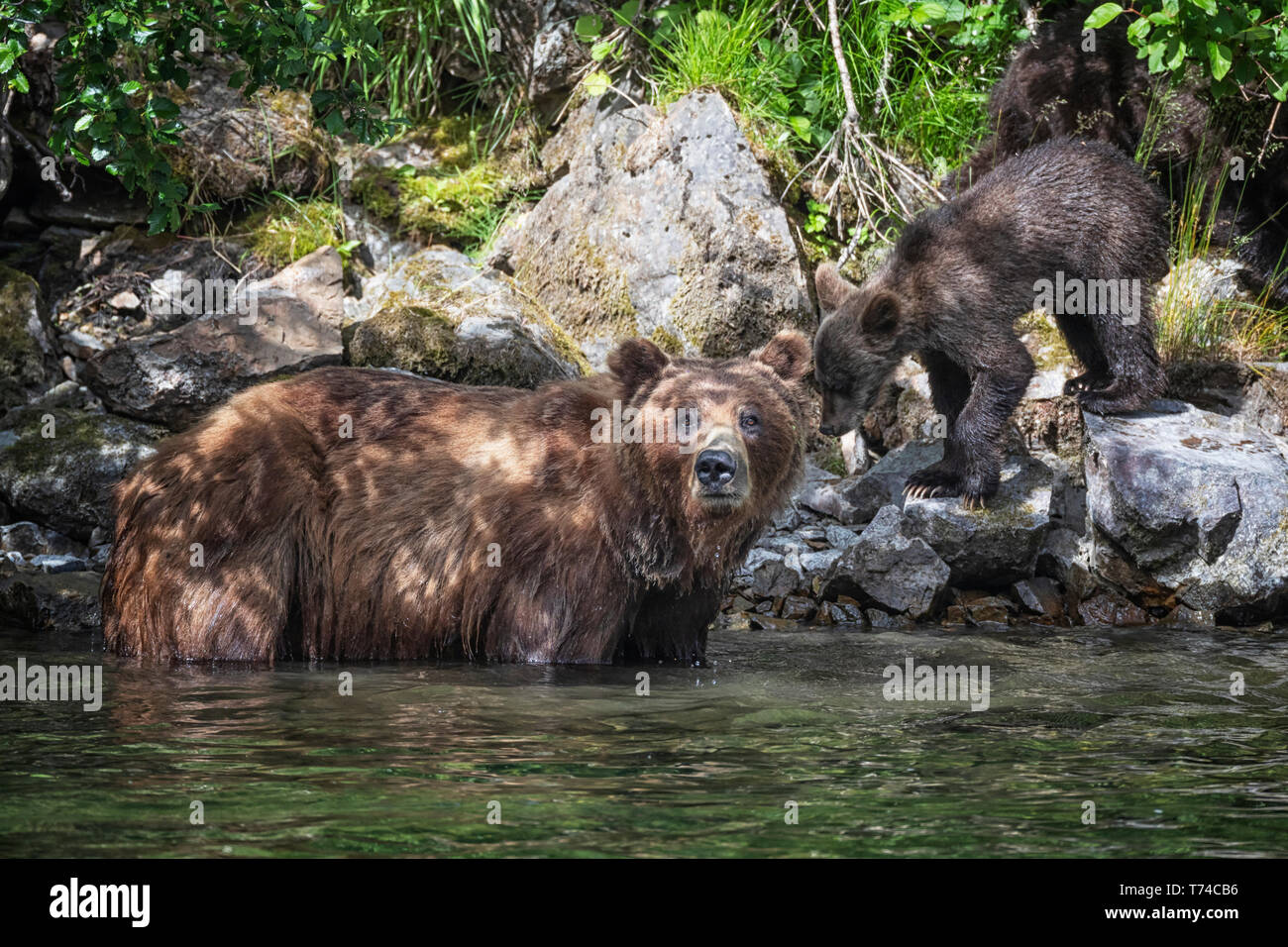 Grizzly bear in river hires stock photography and images Alamy